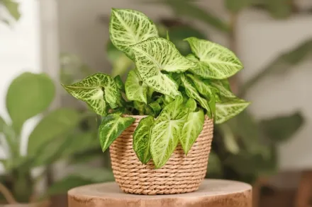 Сингоніум подофіллум / Syngonium podophyllum