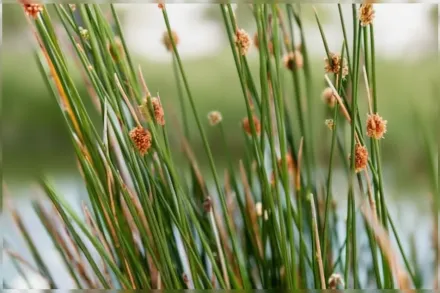 Ситник притиснутий / Juncus patens