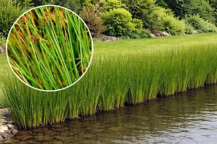 Ситник розлогий / Juncus effusus