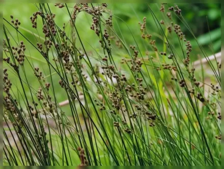 Ситник сизий / Juncus inflexus