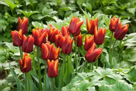 Абу Хассан Тюльпан / Tulipa Abu Hassan