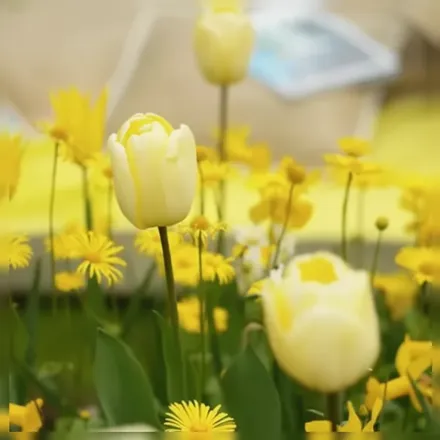 Айворі Флорадейл Тюльпан / Tulipa Ivory Floradale