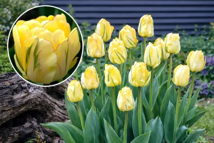 Тюльпан Акебоно / Tulipa Akebono