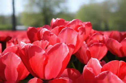 Акрополіс Тюльпан / Tulipa Acropolis