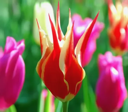 Аладдінс Рекорд Тюльпан / Tulipa Aladdin’s Record