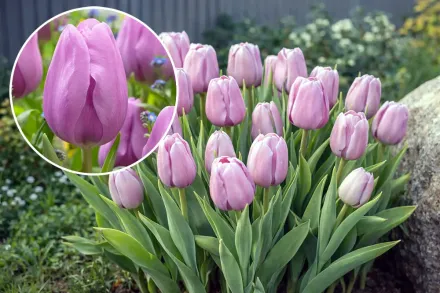 Алібі Тюльпан / Tulipa Alibi