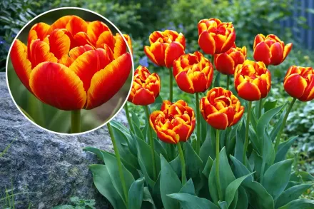 Аллегретто Тюльпан / Tulipa Allegretto