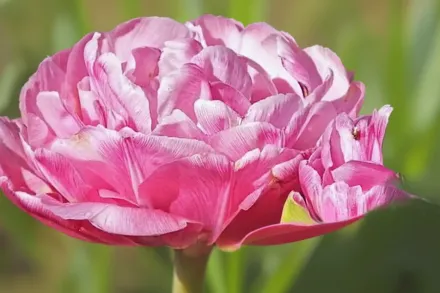 Амейзінг Грейс Тюльпан / Tulipa Amazing Grace