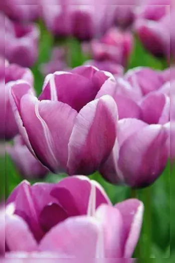 Андре Ріє Тюльпан / Tulipa Andre Rieu