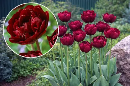 Анкл Том Тюльпан / Tulipa Uncle Tom