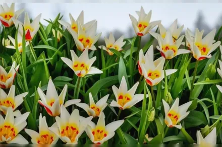 Анцилла Тюльпан / Tulipa Ancilla