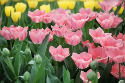 Априкoна Тюльпан / Tulipa Apricona