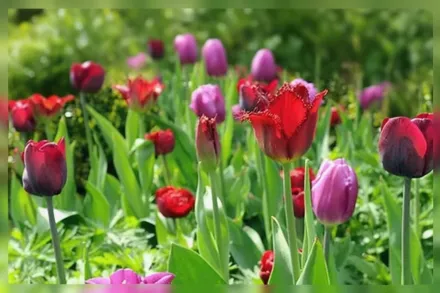 Арма Тюльпан / Tulipa Arma