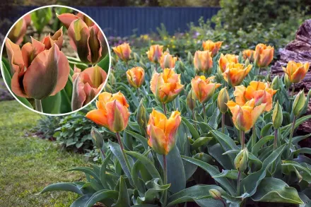 Тюльпан Артист