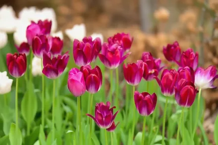 Аттіла Тюльпан / Tulipa Attila