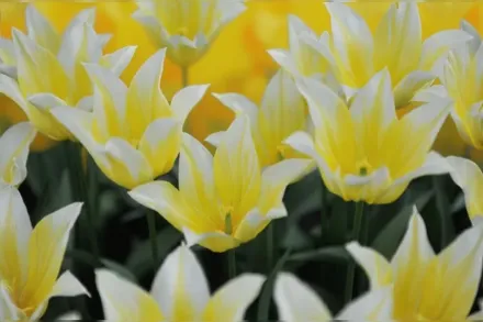 Бадлайт Тюльпан / Tulipa Budlight