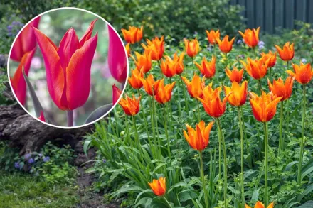 Тюльпан Балерина / Tulipa Ballerina