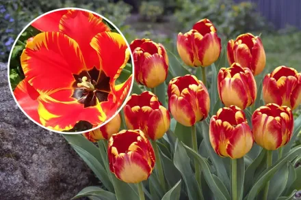 Баня Лука Тюльпан / Tulipa Banja Luka