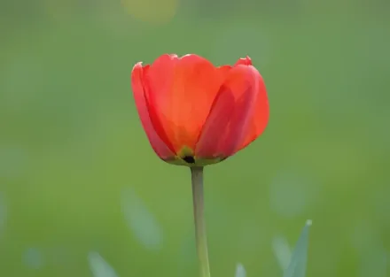 Бастонь Тюльпан / Tulipa Bastogne