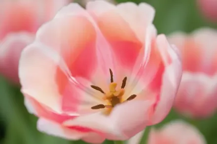 Белль дю Монд Тюльпан / Tulipa Belle du Monde