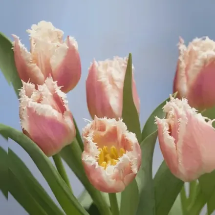 Белл Сонг Тюльпан / Tulipa Bell Song