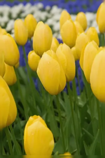 Тюльпан Біг Смайл / Tulipa Big Smile