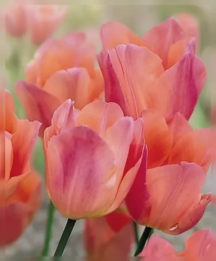 Бюті Квін Тюльпан / Tulipa Beauty Queen