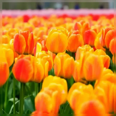 Бюті оф Апелдорн Тюльпан / Tulipa Beauty of Apeldoorn