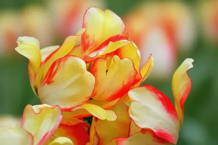 Бюті оф Спрінг Тюльпан / Tulipa Beauty of Spring