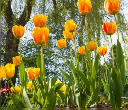 Блашинг Апелдорн Тюльпан / Tulipa Blushing Apeldoorn