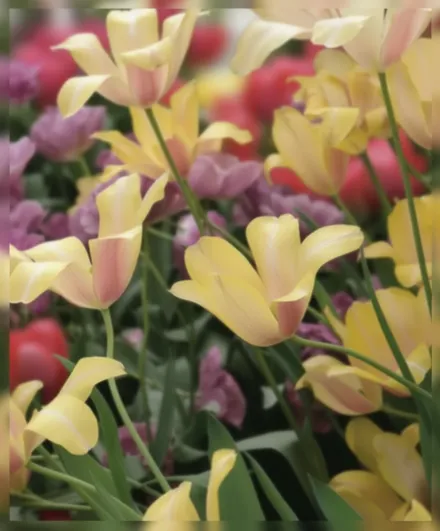 Блашинг Леді Тюльпан / Tulipa Blushing Lady