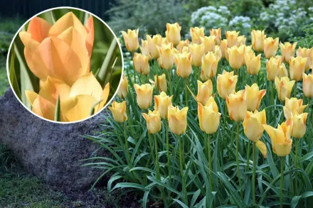 Брайт Джем Тюльпан / Tulipa batalinii Bright Gem