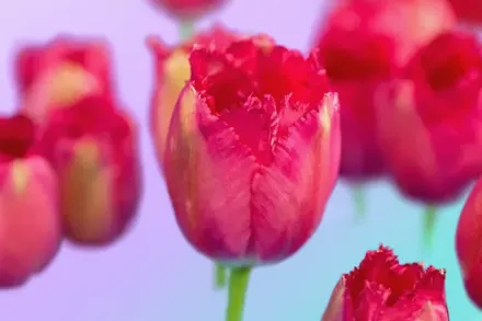 Бургунді Лейс Тюльпан / Tulipa Burgundy Lace