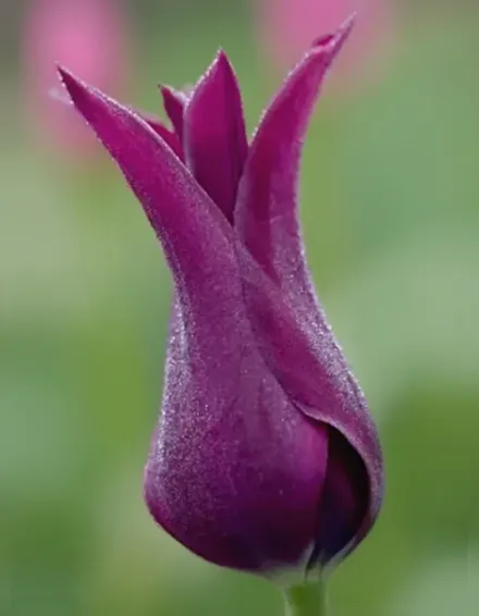 Бургунді Тюльпан / Tulipa Burgundy