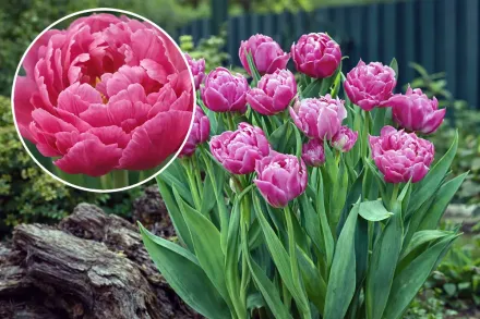 Double Price Tulipa / Тюльпан Дабл Прайс