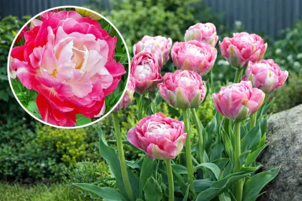 Тюльпан Дабл Шугар / Tulipa Double Sugar