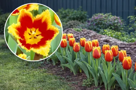 Davenport Tulipa / Тюльпан Давенпорт