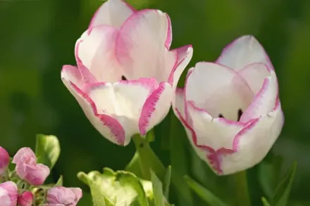 Del Piero Tulipa / Тюльпан Дел Пєро