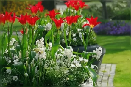 Dyanito Tulipa / Тюльпан Діаніто