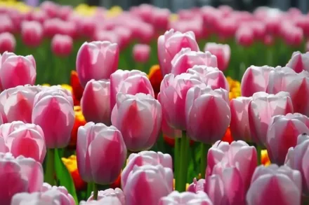 Dreaming Maid Tulipa / Тюльпан Дрімінг Мейд