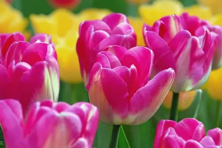 Dreamland Tulipa / Тюльпан Дрімленд