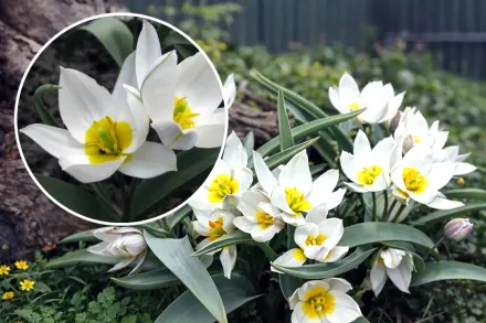 Тюльпан двоквітковий / Tulipa biflora