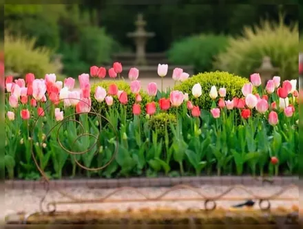 Dynasty Tulipa / Тюльпан Династія