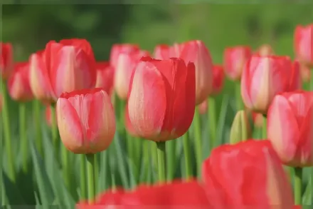 Judith Leyster Tulipa / Тюльпан Джудіт Лейстер