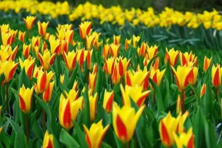 Giuseppe Verdi Tulipa / Тюльпан Джузеппе Верді