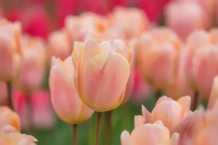 Ейпрікот Бюті Тюльпан / Tulipa Apricot Beauty