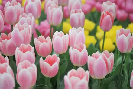 Ейпрікот Ділайт Тюльпан / Tulipa Apricot Delight