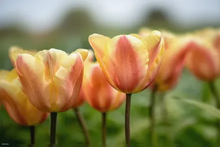 Ейпрікот Фокс Тюльпан / Tulipa Apricot Foxx