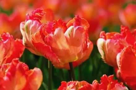 Ейпрікот Паррот Тюльпан / Tulipa Apricot Parrot