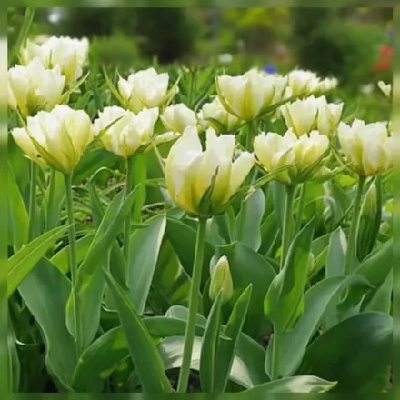 Exotic Emperor Tulipa / Тюльпан Екзотік Емперор